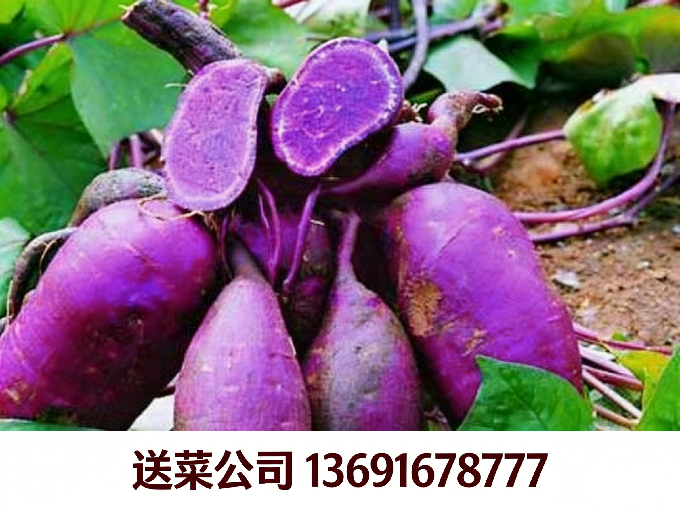 東莞送菜公司與您分享：紫薯獨(dú)特的營養(yǎng)功效